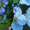 Bộ sưu tập hình nền hoa lưu ly đẹp nhất dành cho bạn