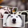 Kho 100 hình nền chó husky ngáo siêu hài hước cho bạn