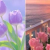 Tuyển tập hình nền hoa tulip chill đẹp nhất cho thiết bị