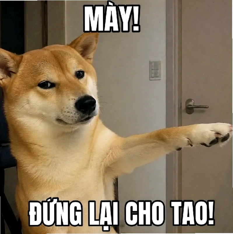 ảnh 4 con chó meme