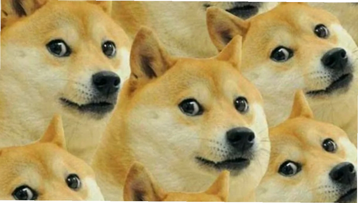 Meme mèo cực chill ảnh bìa meme
