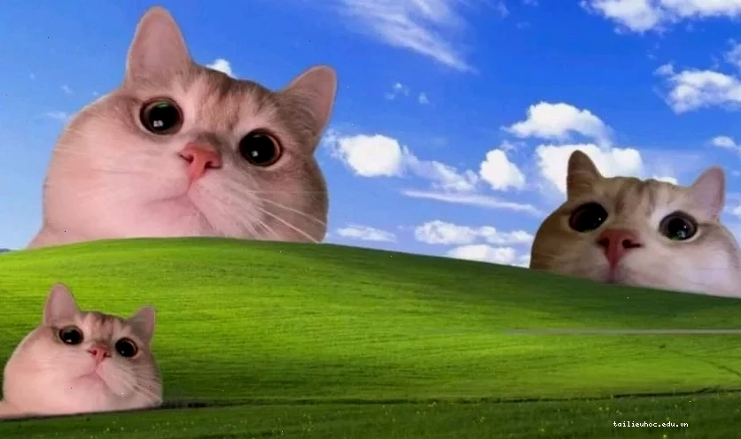 Meme cute ảnh bìa meme