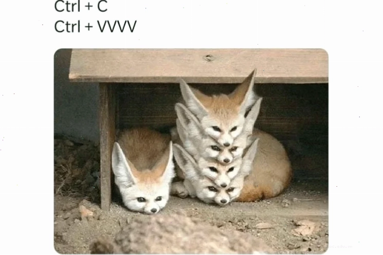 Mèo bay màu meme Ảnh chế mèo trong trào lưu bay màu meme