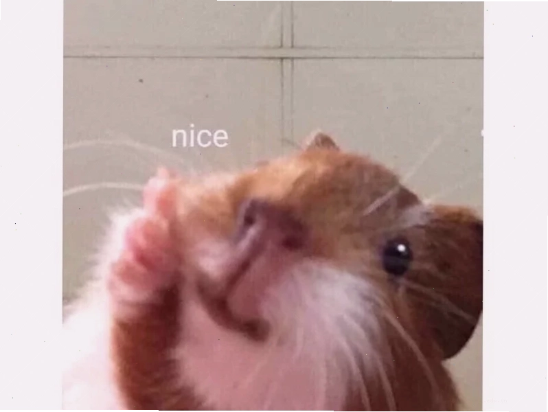 ảnh chuột hamster meme ăn ảnh chuột hamster meme ăn