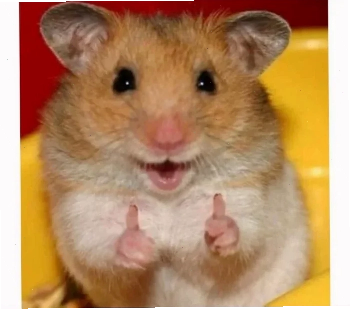 ảnh chuột hamster meme bá đạo ảnh chuột hamster meme bá đạo