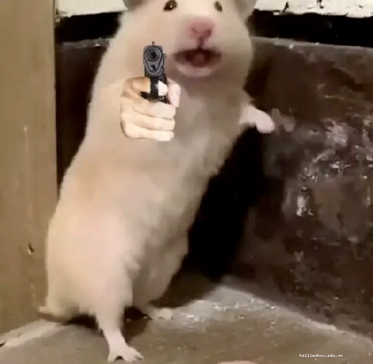 ảnh chuột hamster meme bất lực ảnh chuột hamster meme bất lực
