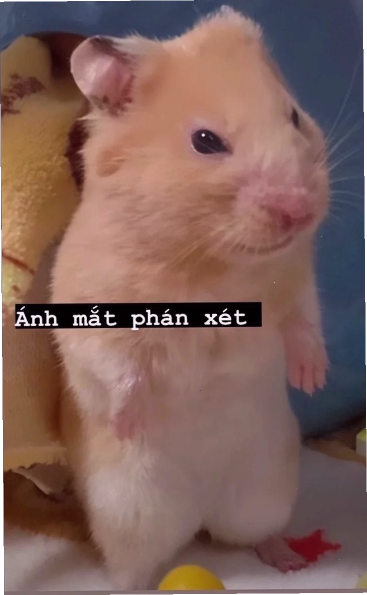 ảnh chuột hamster meme buồn bã ảnh chuột hamster meme buồn bã