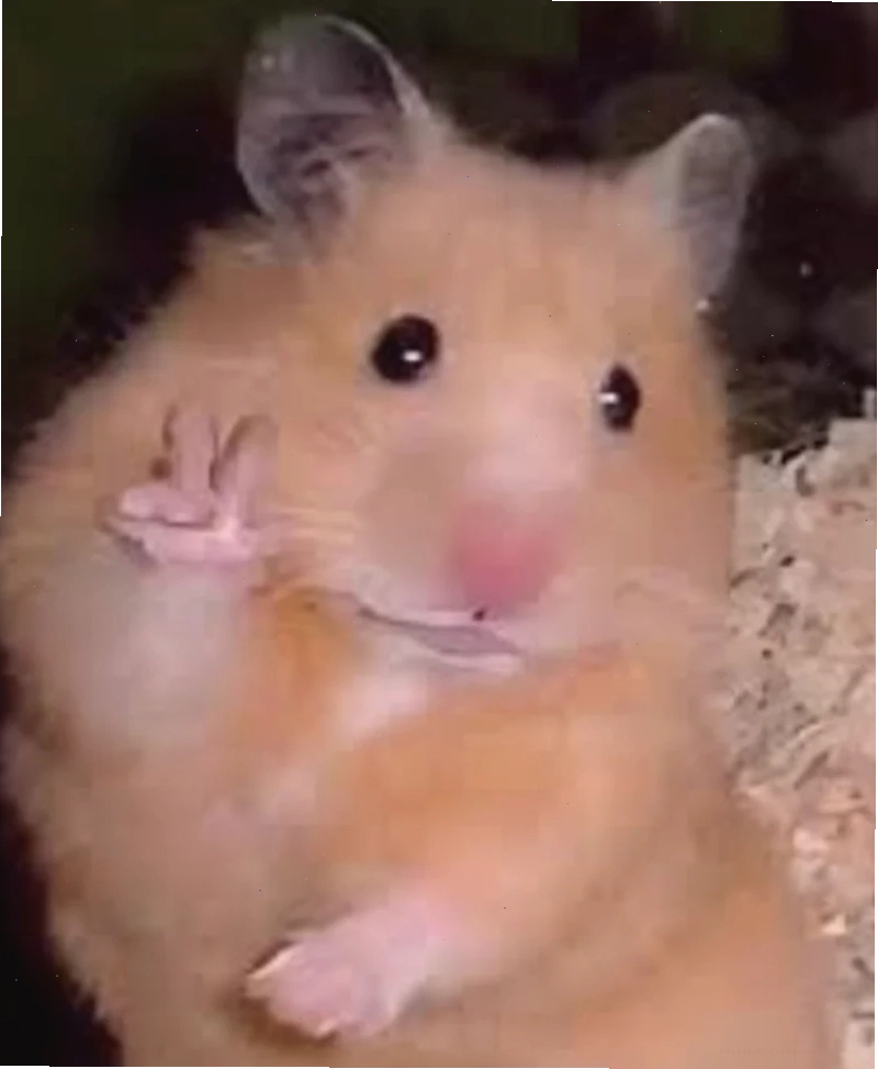 ảnh chuột hamster meme cười ảnh chuột hamster meme cười