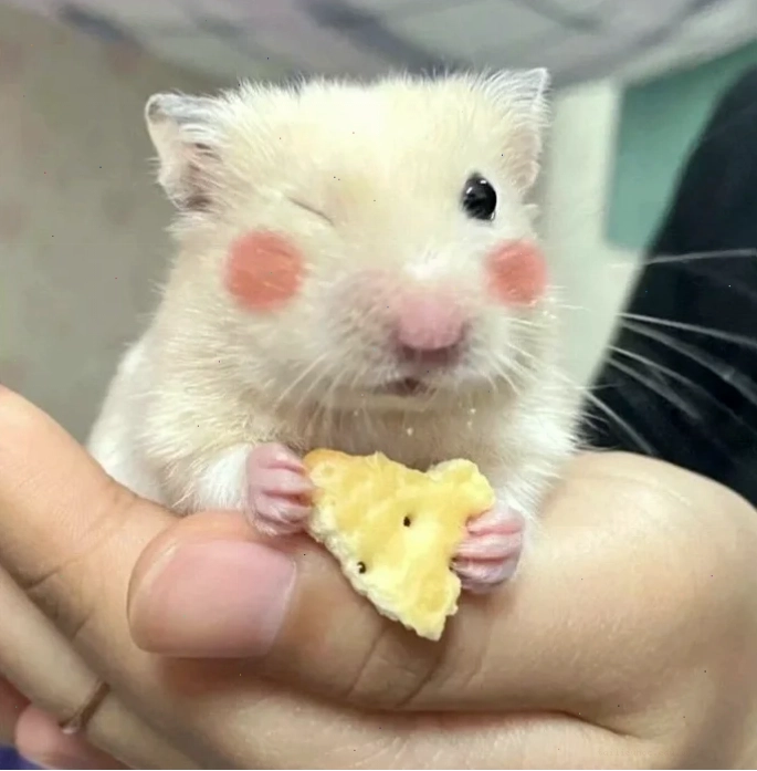 ảnh chuột hamster meme cười mỉm ảnh chuột hamster meme cười mỉm