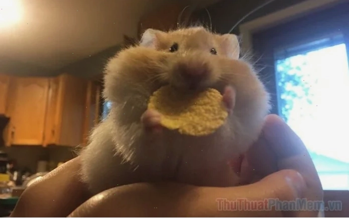 ảnh chuột hamster meme cute ảnh chuột hamster meme cute