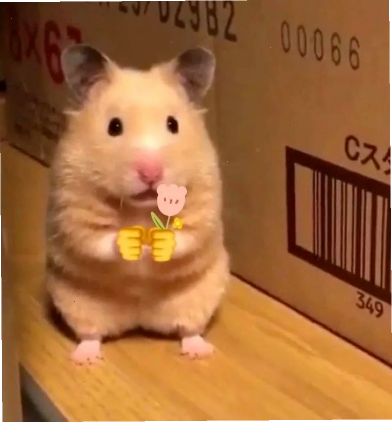 ảnh chuột hamster meme đáng yêu ảnh chuột hamster meme đáng yêu