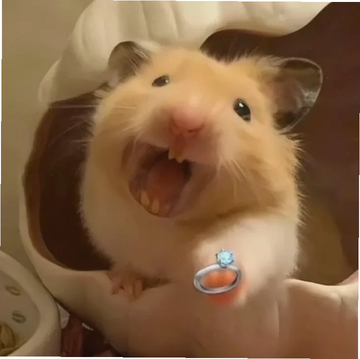 ảnh chuột hamster meme đi ngủ ảnh chuột hamster meme đi ngủ