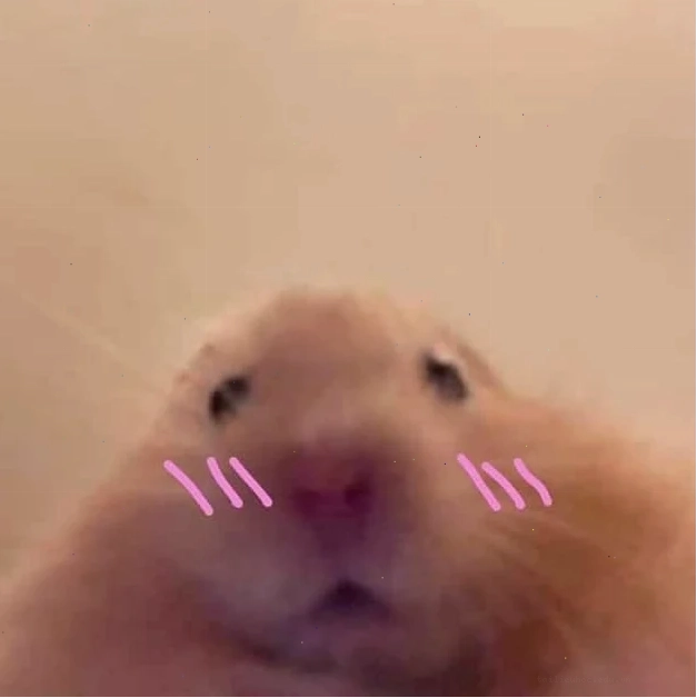 ảnh chuột hamster meme hài hước ảnh chuột hamster meme hài hước