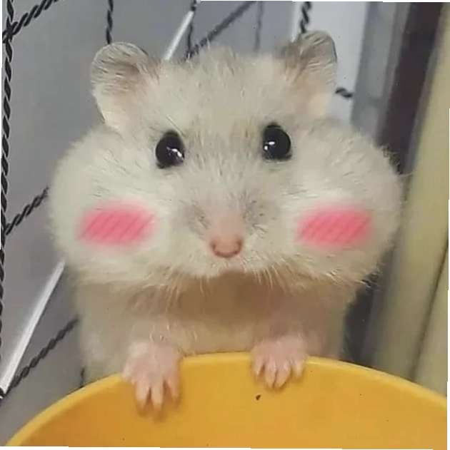 ảnh chuột hamster meme hoảng hốt ảnh chuột hamster meme hoảng hốt