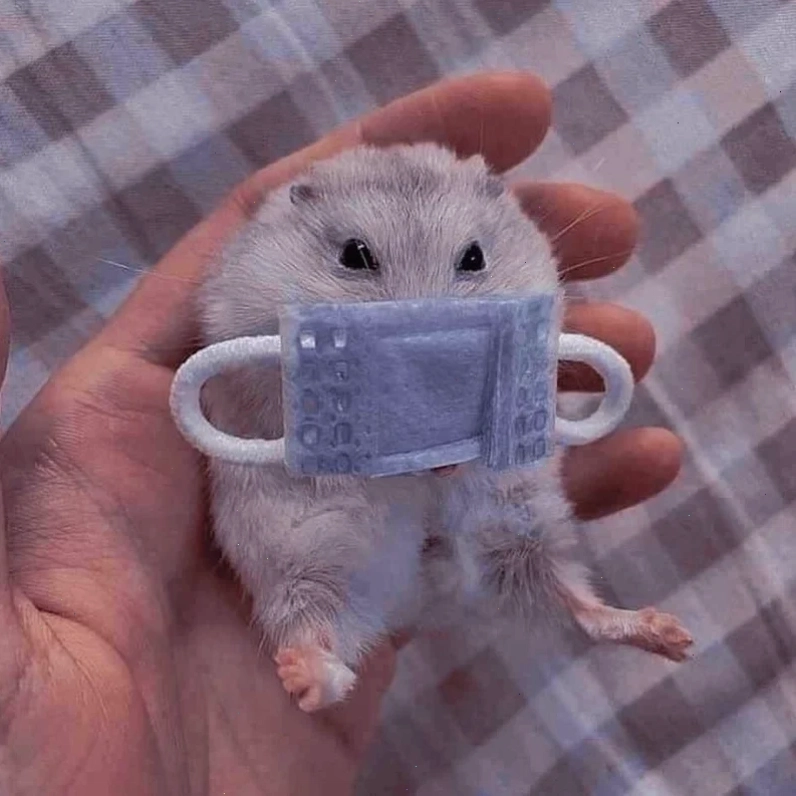 ảnh chuột hamster meme khó đỡ ảnh chuột hamster meme khó đỡ
