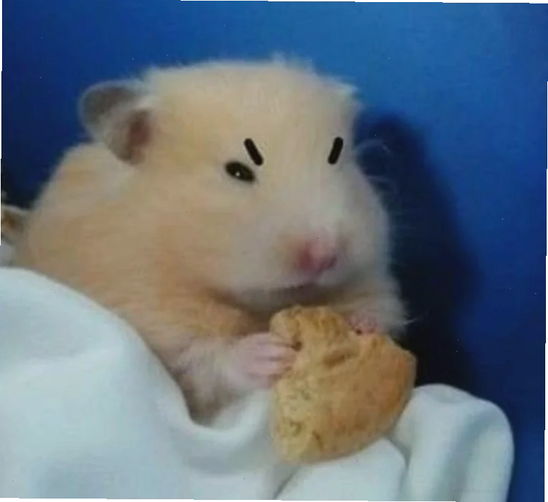 ảnh chuột hamster meme lầy ảnh chuột hamster meme lầy