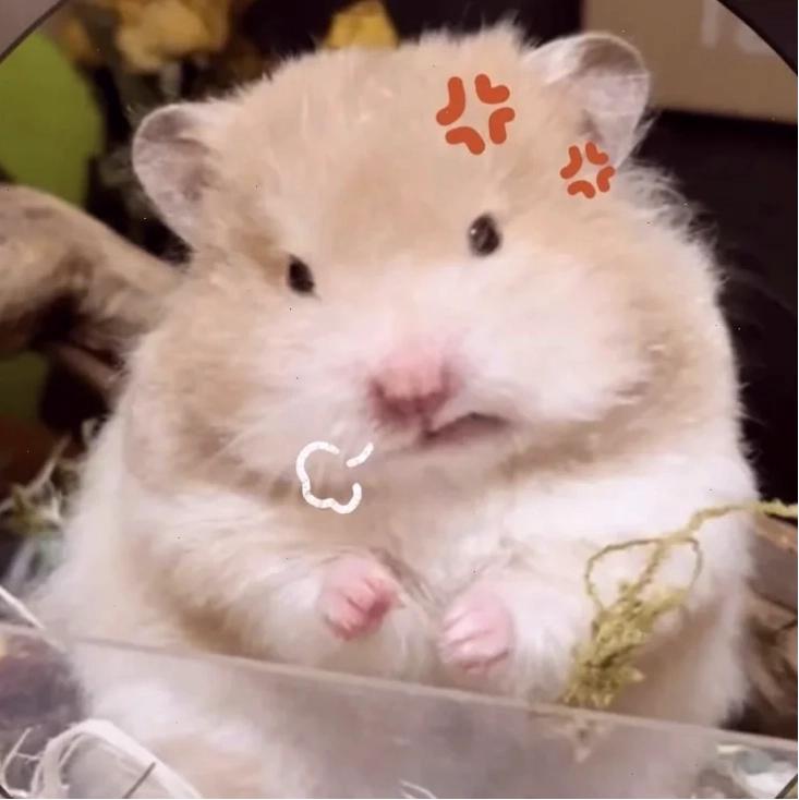 ảnh chuột hamster meme mơ màng ảnh chuột hamster meme mơ màng