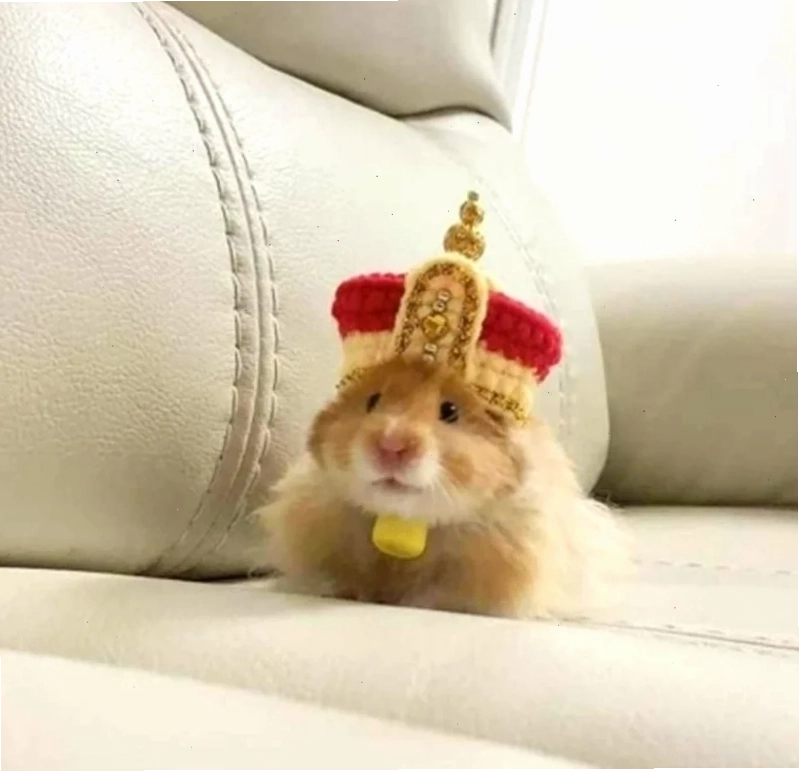 ảnh chuột hamster meme ngạc nhiên ảnh chuột hamster meme ngạc nhiên