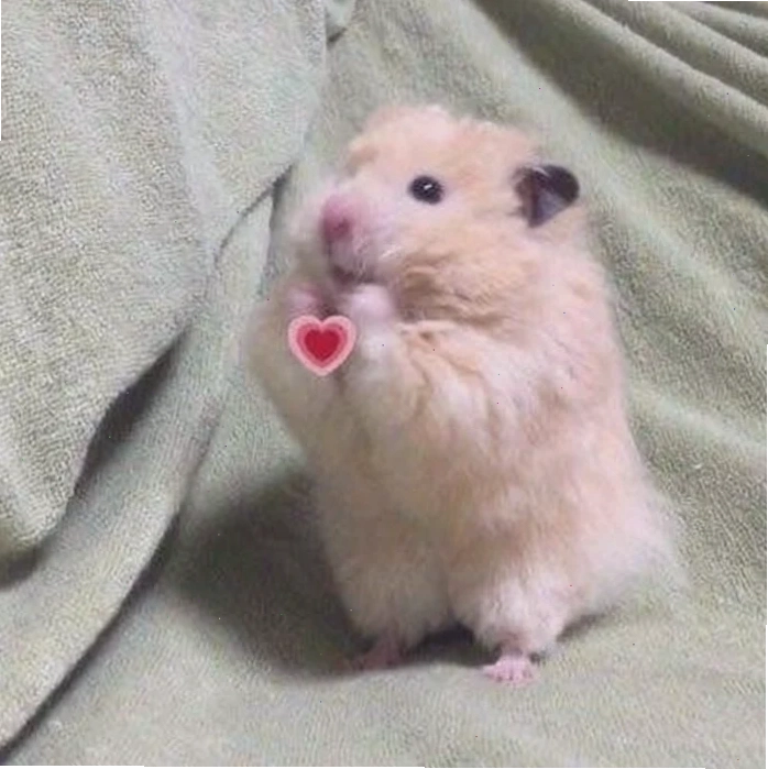 ảnh chuột hamster meme ngầu ảnh chuột hamster meme ngầu