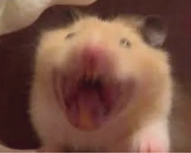 ảnh chuột hamster meme ngây ngô ảnh chuột hamster meme ngây ngô