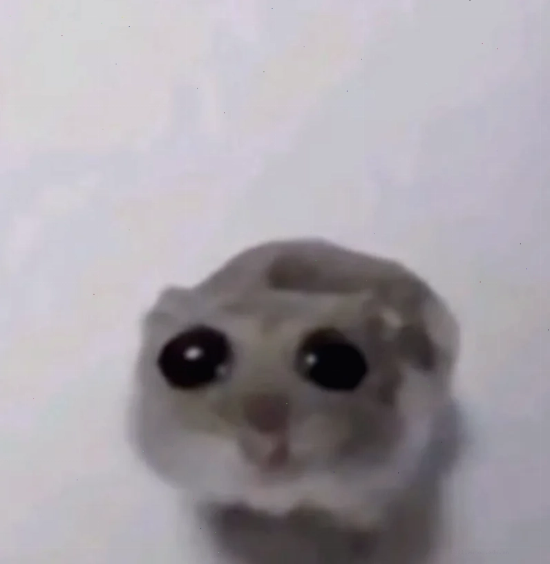 ảnh chuột hamster meme ngơ ngác ảnh chuột hamster meme ngơ ngác
