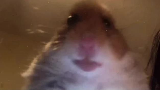 ảnh chuột hamster meme nhây ảnh chuột hamster meme nhây