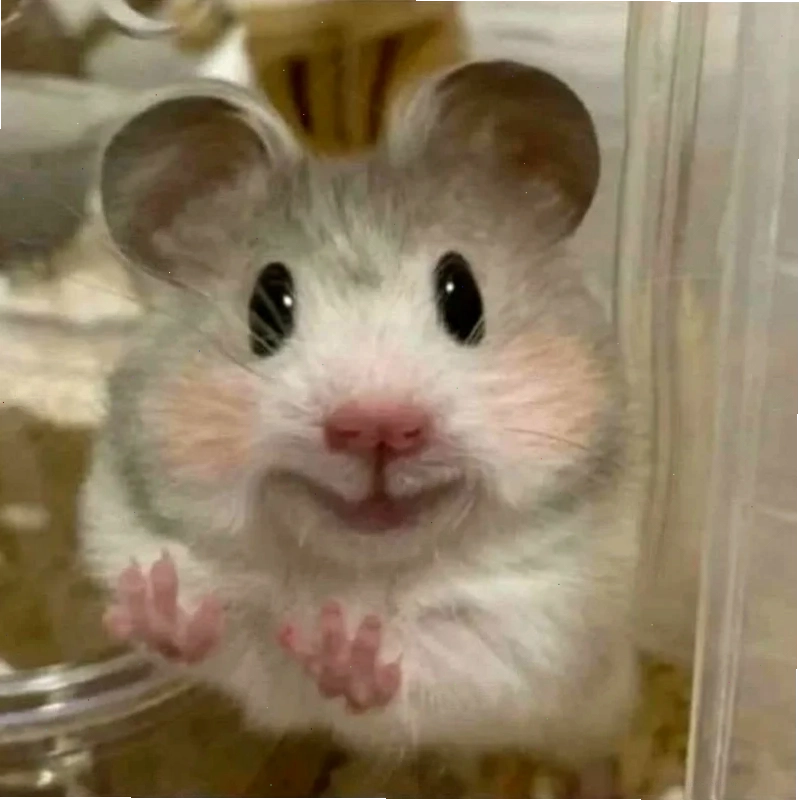 ảnh chuột hamster meme phúng phính ảnh chuột hamster meme phúng phính