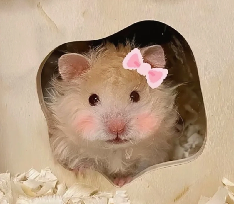 ảnh chuột hamster meme vận động ảnh chuột hamster meme vận động
