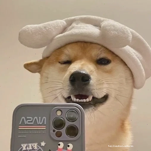 ảnh con chó meme bất ngờ