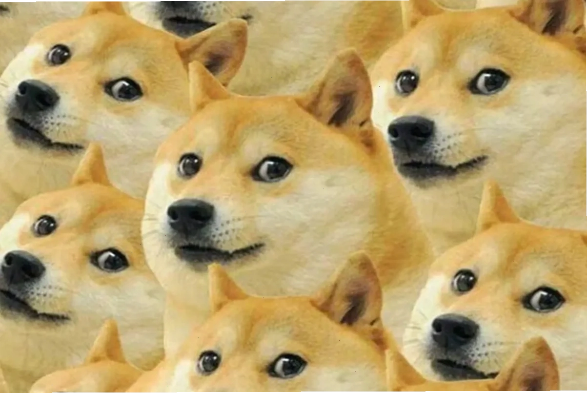 ảnh con chó meme bựa