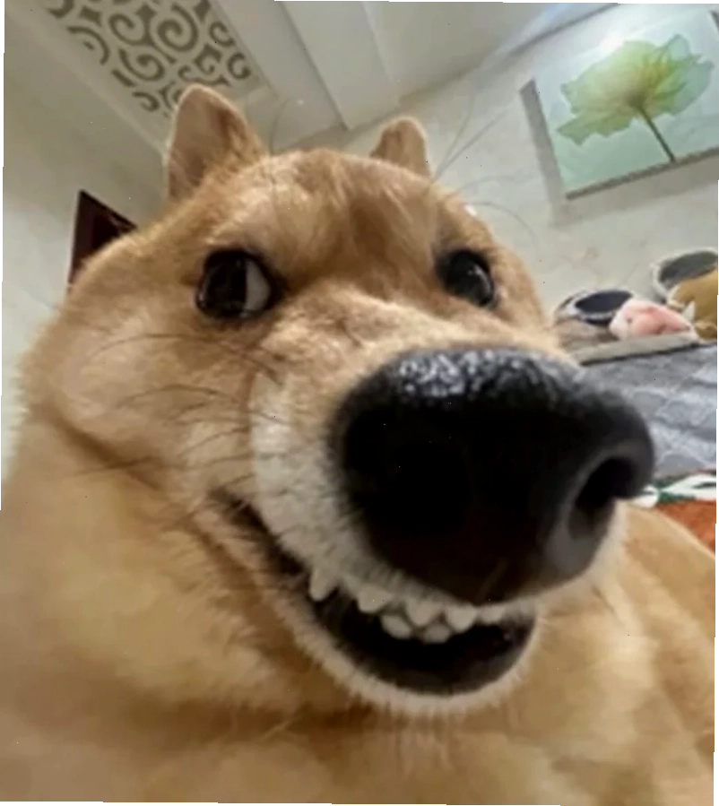 ảnh con chó meme cute