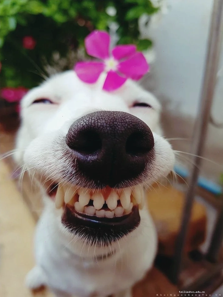 ảnh con chó meme dễ thương