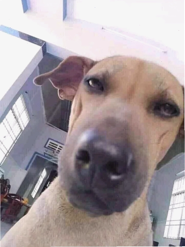 ảnh con chó meme hài