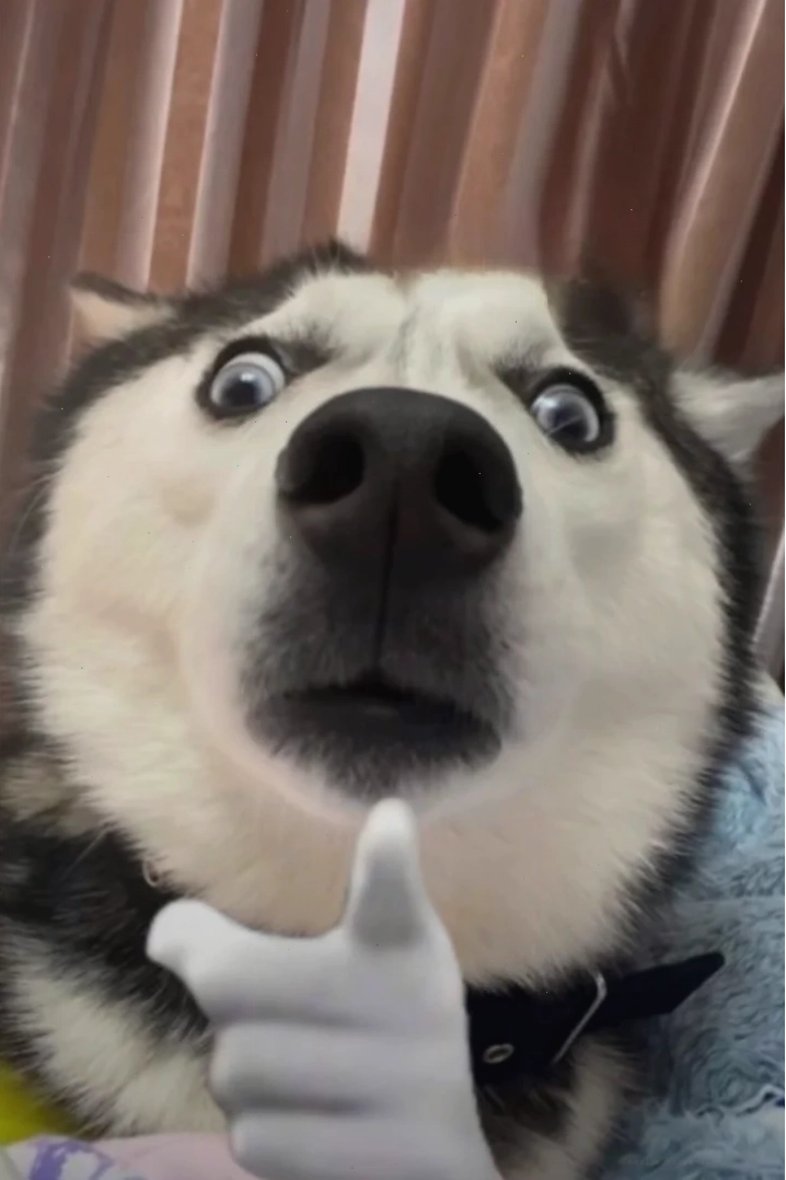 ảnh con chó meme hóng hớt