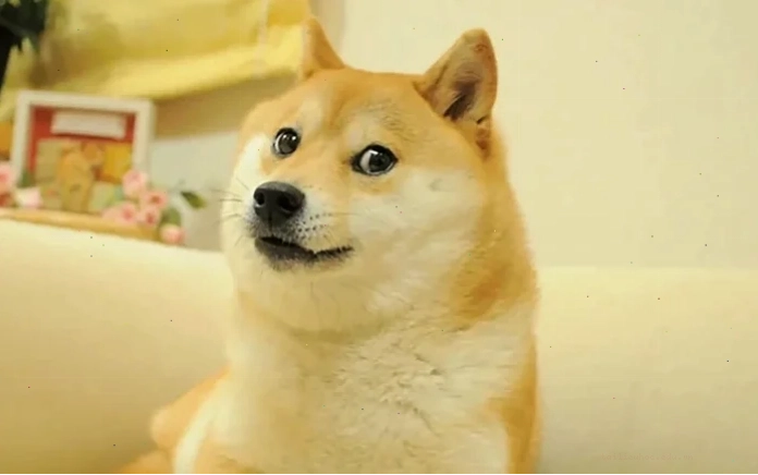 ảnh con chó meme ngủ