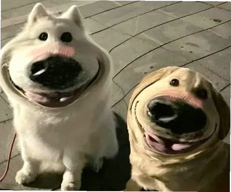 ảnh con chó meme nhảy