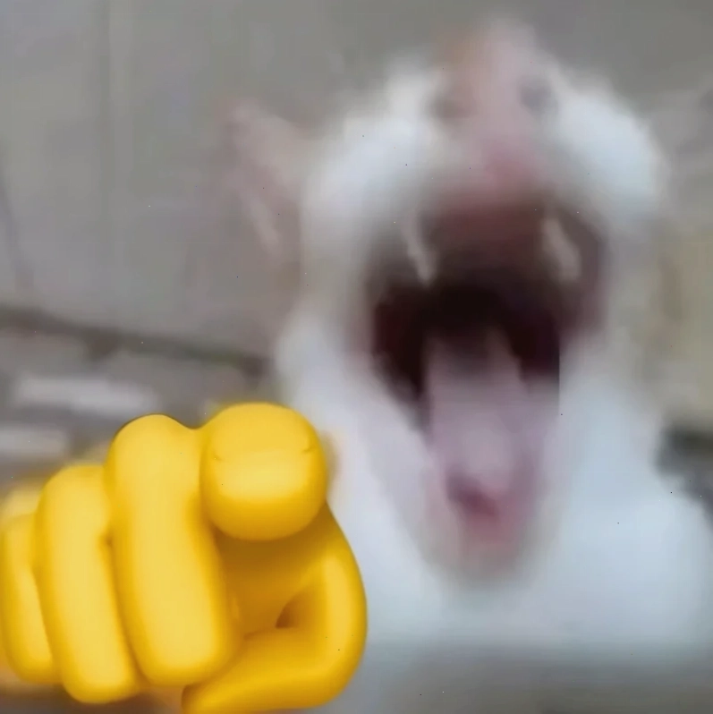 Mèo ăn vụng ảnh con mèo meme