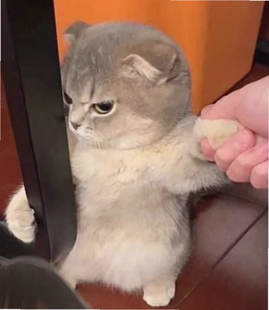 Mèo cười bí ẩn ảnh con mèo meme cười