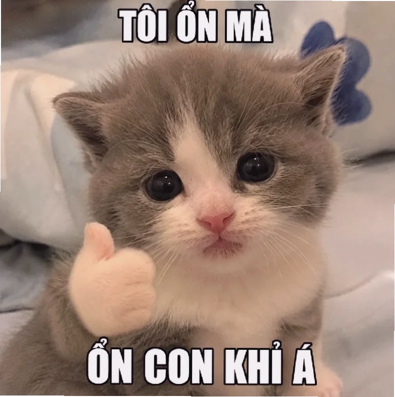 Mèo vui vẻ ảnh con mèo meme cười