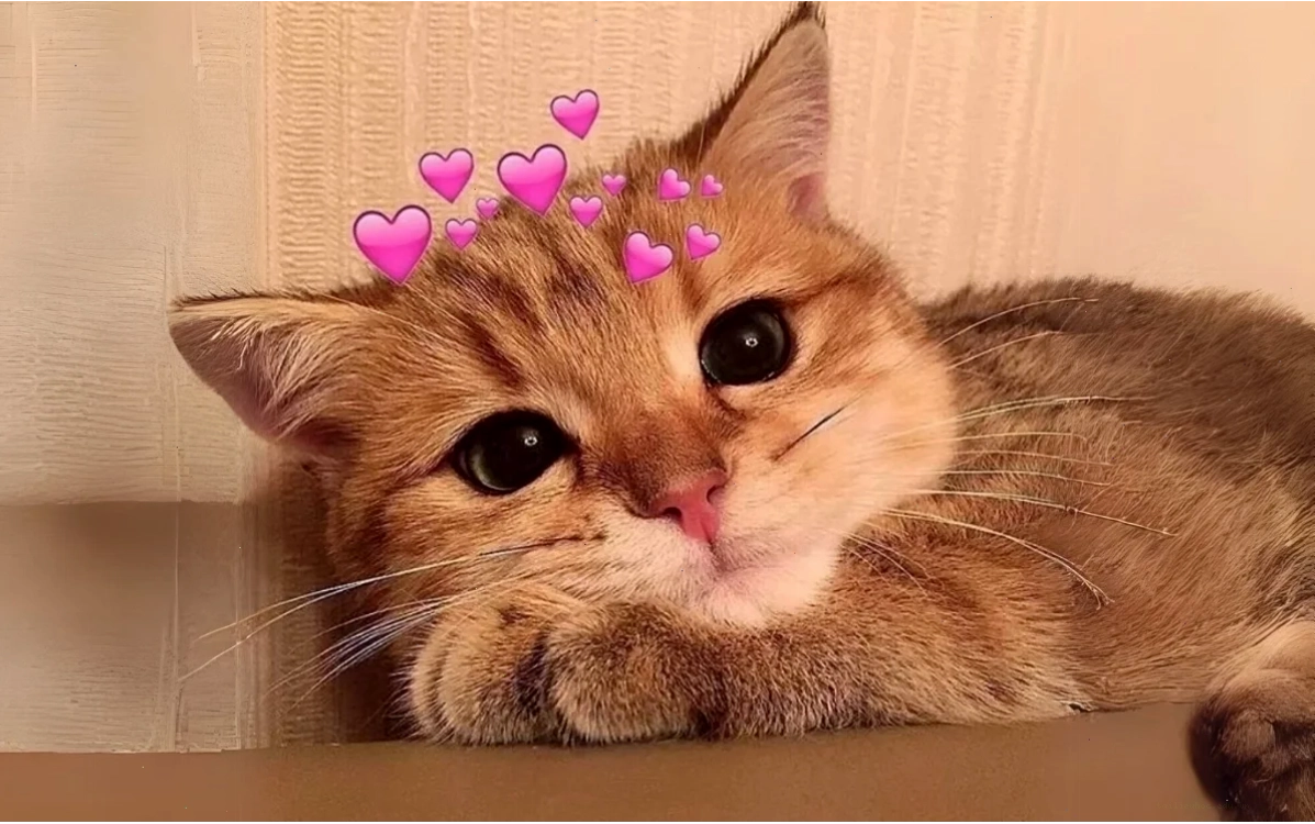 Mèo ôm đồ chơi ảnh con mèo meme cute