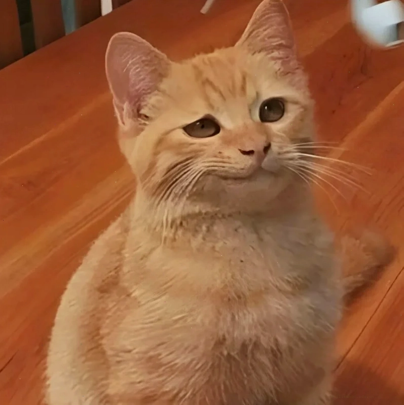 Mèo mắt to tròn ảnh con mèo meme cute