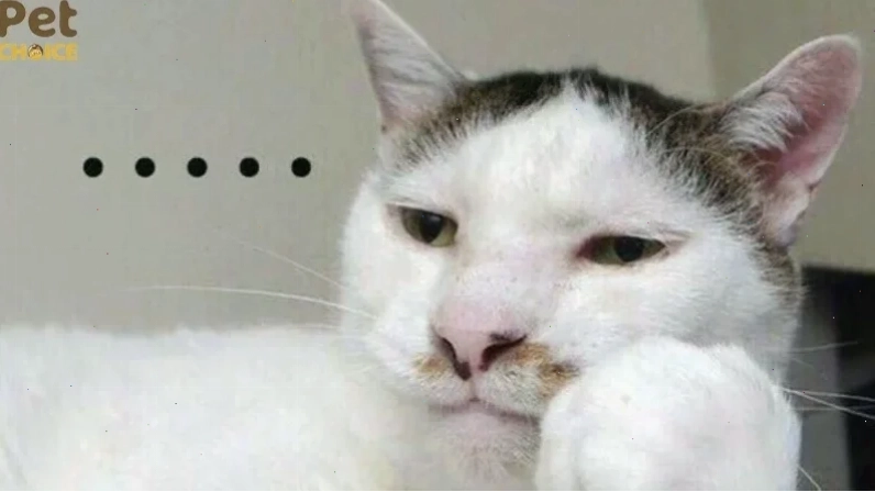 Mèo chơi đồ chơi ảnh con mèo meme cute