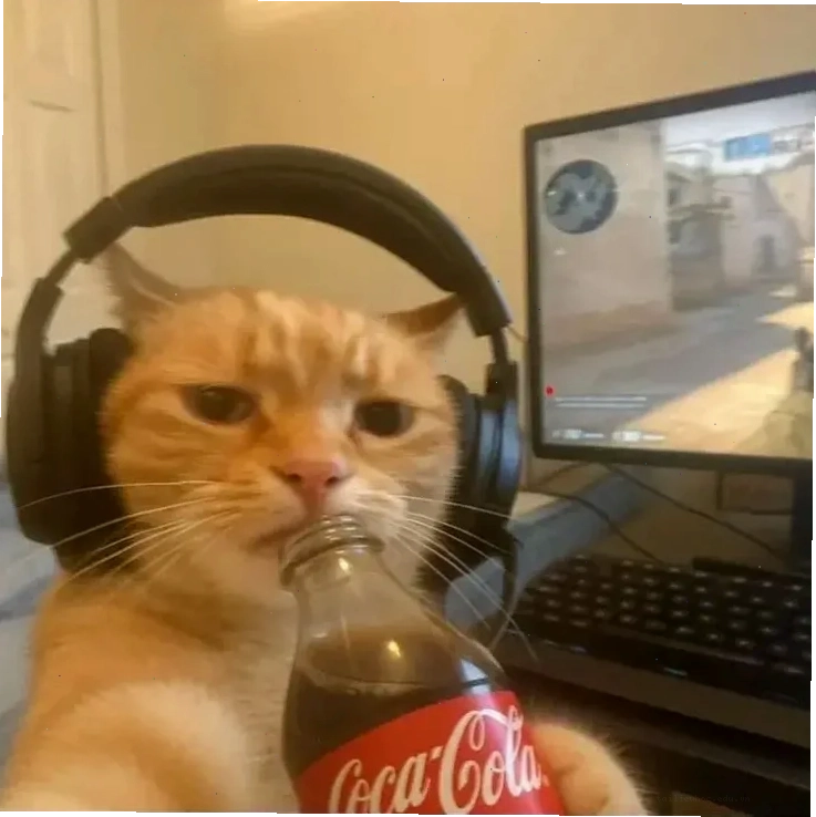 Mèo nhìn ngơ ngác ảnh con mèo meme cute