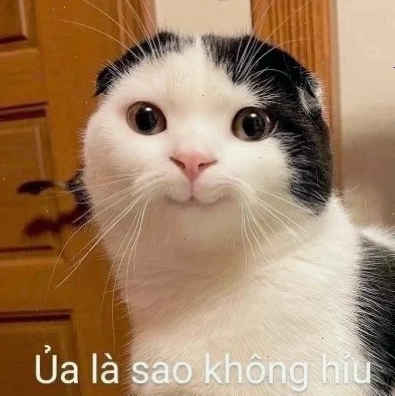 Mèo lười biếng ảnh con mèo meme cute