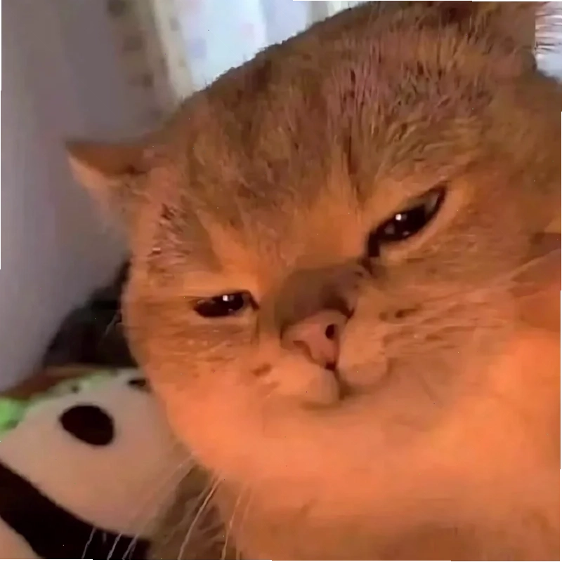 Mèo làm mặt xấu ảnh con mèo meme cute