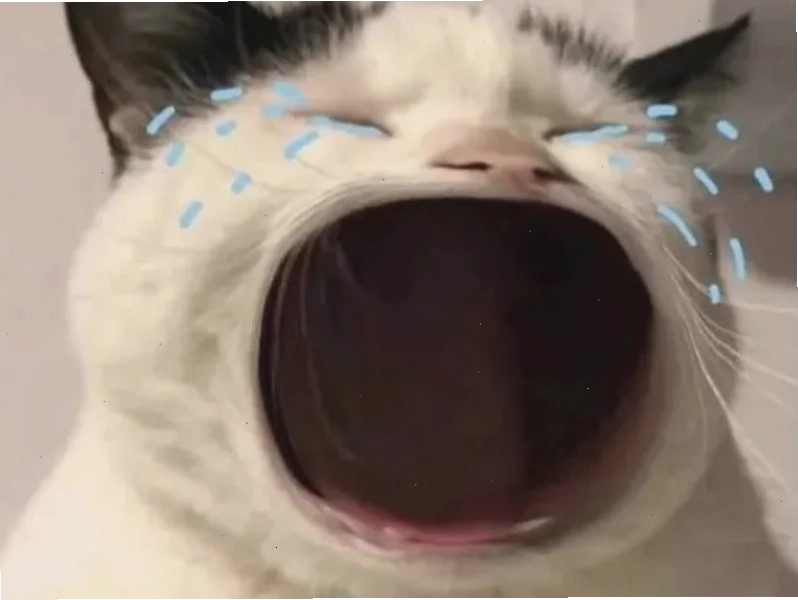 Mèo đeo kính ảnh con mèo meme hài