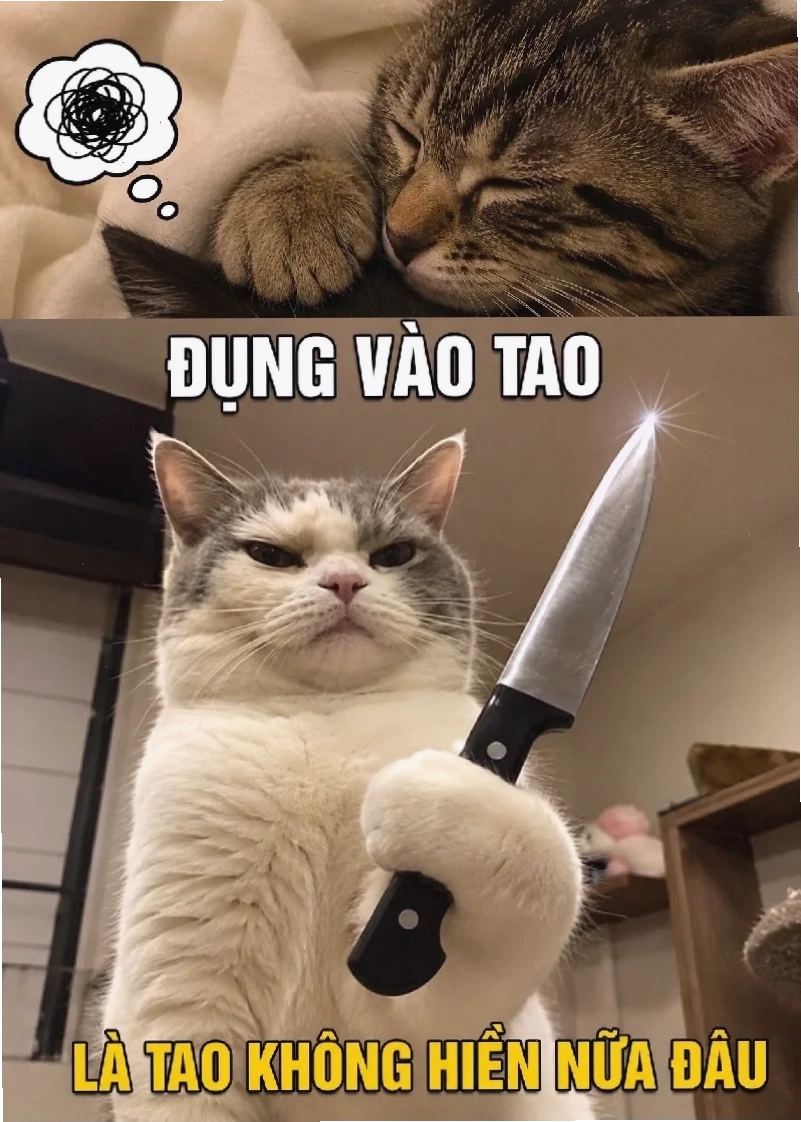 Mèo mặc đồ tết ảnh con mèo meme hài