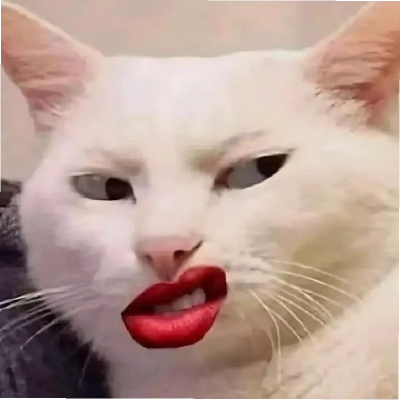 Mèo tập thể dục ảnh con mèo meme hài