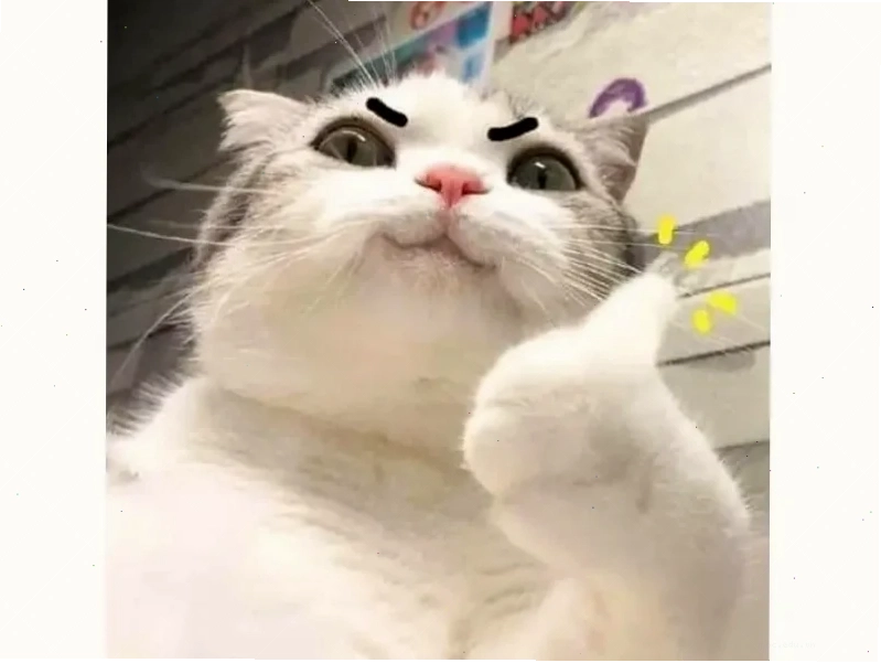 Mèo bị mắc kẹt ảnh con mèo meme hài