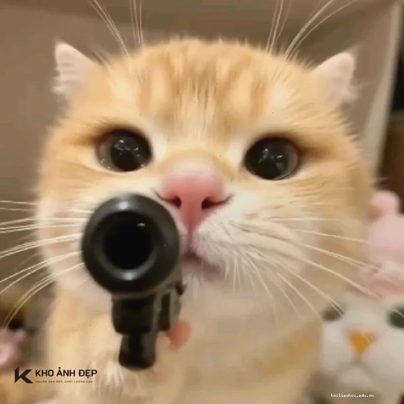 Mèo biểu cảm dữ dằn ảnh con mèo meme hài